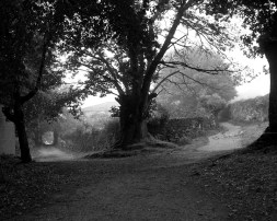 ForkGaleciaSpainHoward Goodman